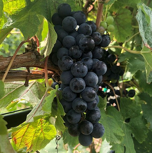 MERLOT KANTHUS [FPS] 01.1 (10) on 101-14 (10)