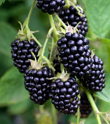 Natchez Blackberries