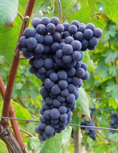 Nebbiolo Grapevine - Grafted 5BB(10)