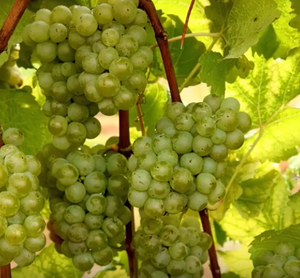 Opportunity Grapevine - (A-2445) [CPCNW] (CNY) [PP30425] (Royalty Listed Below)