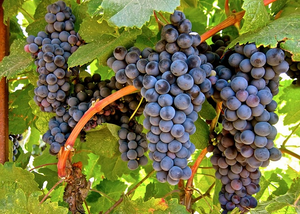 Petit Verdot Grapevine - Grafted 101-14 (10)