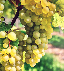 Pinot Blanc Grapevine - Grafted