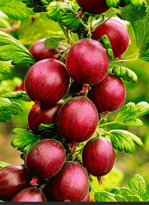 Pixwell Gooseberries