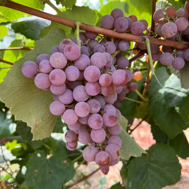 Reliance Grapevine - Standard
