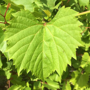 Riparia Grapevine [FPS] 04.1 (10-CNY)