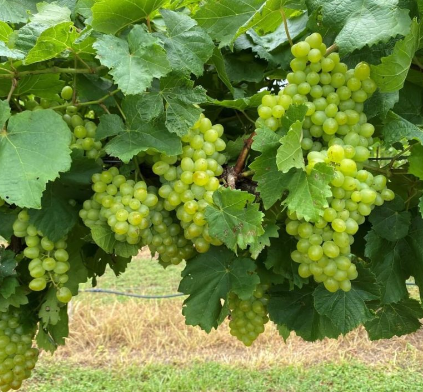 SOUTHERN SENSATION Grapevine 01.1 (A1400) (10CNY) [PP35,378]