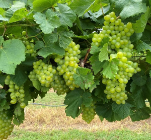 SOUTHERN SENSATION Grapevine 01.1 (A1400) (10CNY) [PP35,378]