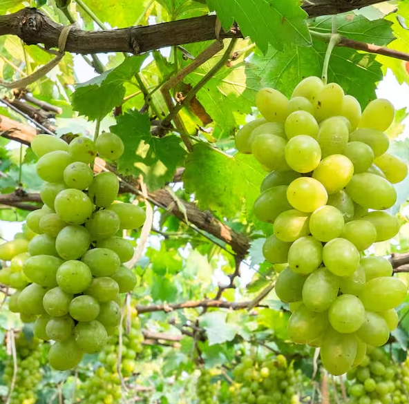thumbnail image 2 of Thompson Seedless Grape Vine Cutting - Fast Growing Fruit Tree, Green, Child Safe 2 of 11