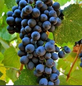 Touriga Nacional - Grafted