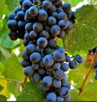 Touriga Nacional Grapevine - Grafted