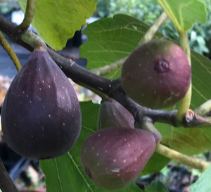 Violette de Bordeaux Fig