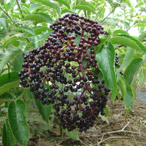 York Elderberries