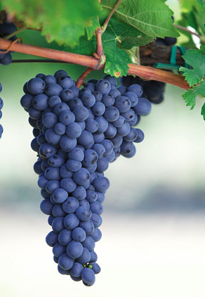 Zinfandel Grapevine - Grafted