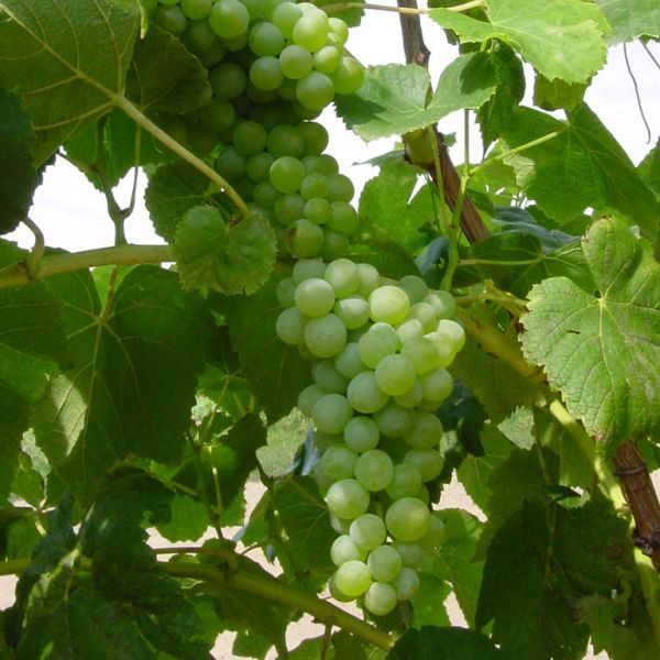 https://doubleavineyards.com/media/catalog/product/cache/162ae0ff89461844e3a7b1a44fead14c/d/o/double-a-vineyards-lakemont4-grapevines.jpg