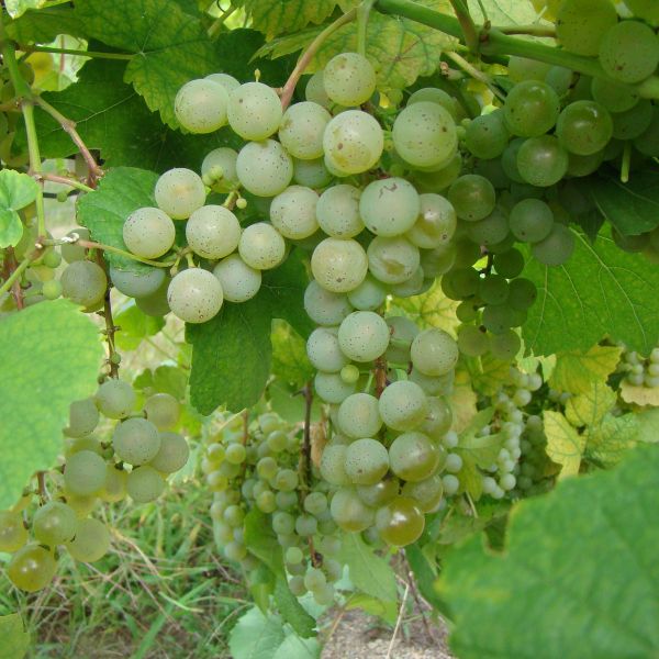 Buy NY81.0315.17-GRAFTED Grape Vines For Sale | Double A Vineyards