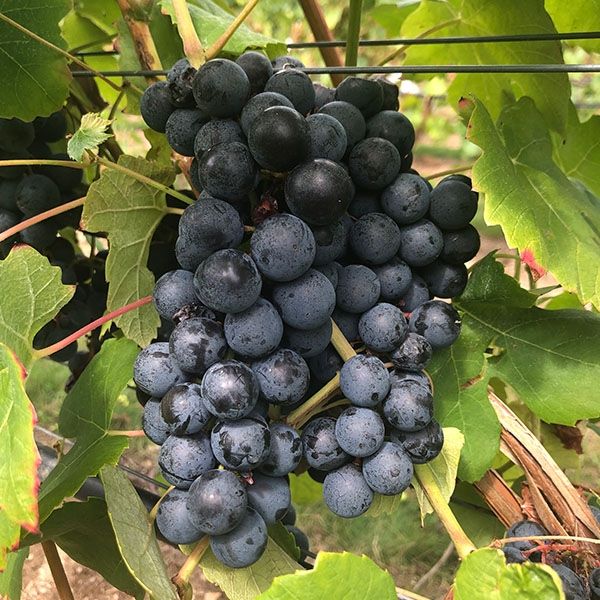 Buy Schuyler Grape Vines For Sale | Double A Vineyards