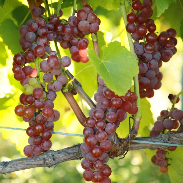 Suffolk Red Seedless Grape Vine
