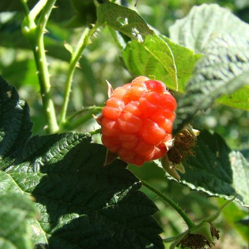 Latham Raspberry (Rubus 'Latham') in St Thomas Port Stanley London  Woodstock Aylmer Ontario ON at Canadale Nurseries