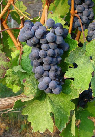 Grafted Vinifera Grape Vines for Sale | Double A Vineyards
