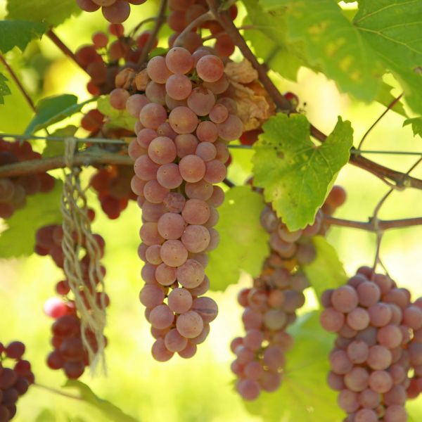 Buy Alpenglow Grape Vines For Sale | Double A Vineyards