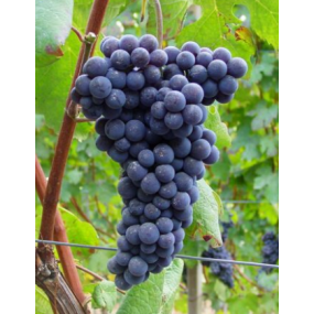 Page 2 | Wine Grapes for Sale - Grape Vine Rootstock for Wine Making