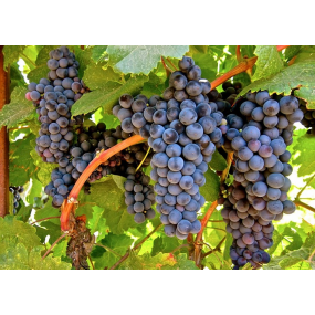 GRAD® 41B Rootstock – Grapevines