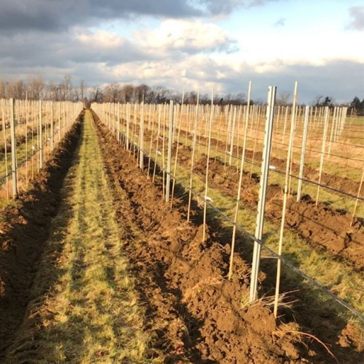 Bamboo Stakes  Bamboo Poles - Double A Vineyards