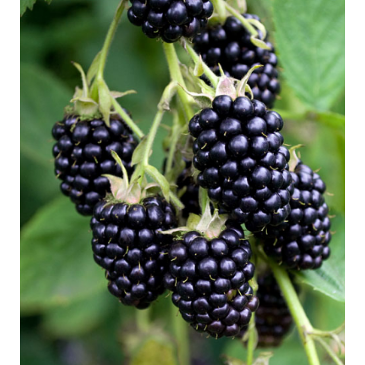 When Should You Plant Blackberries This Season?