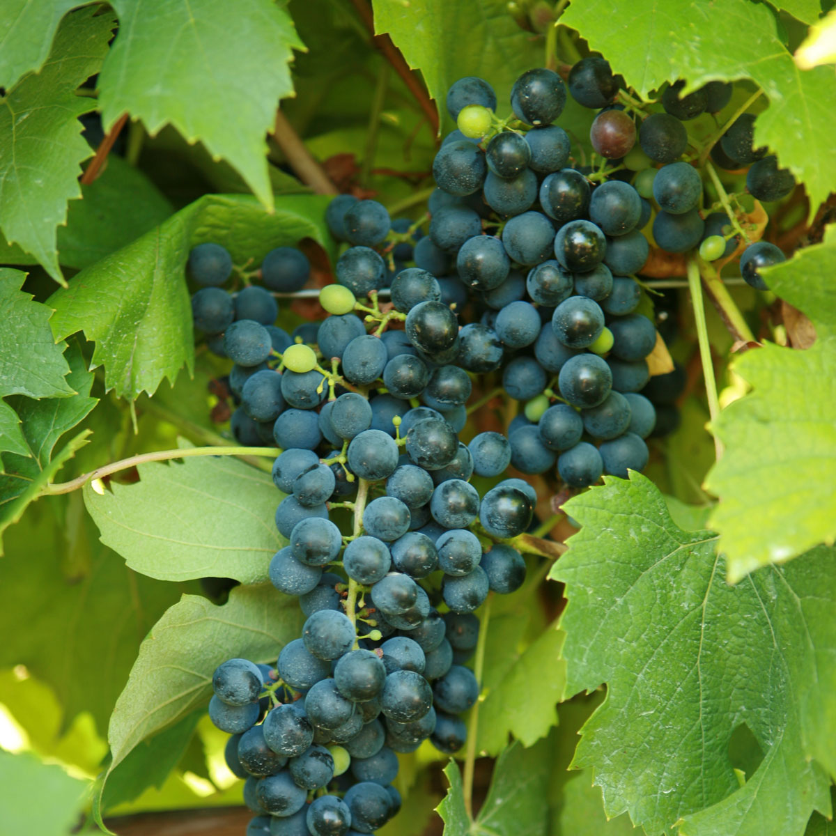 Сорт винограда Бако