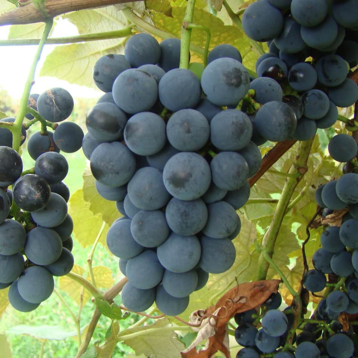 Buy Ives Grapevines