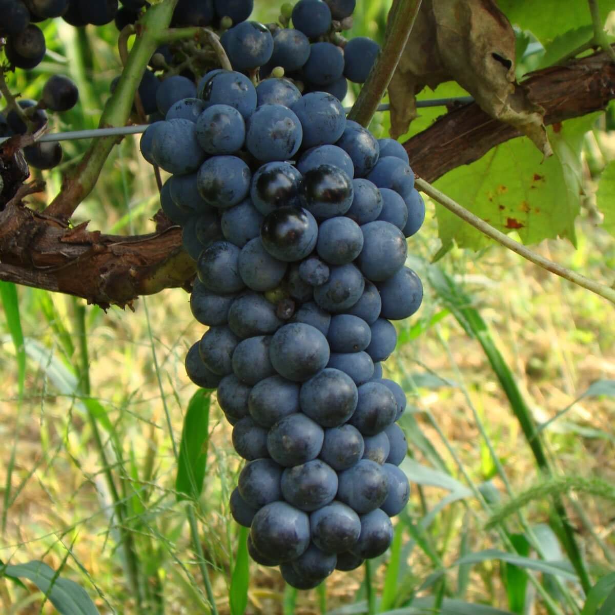 Зайбель виноград
