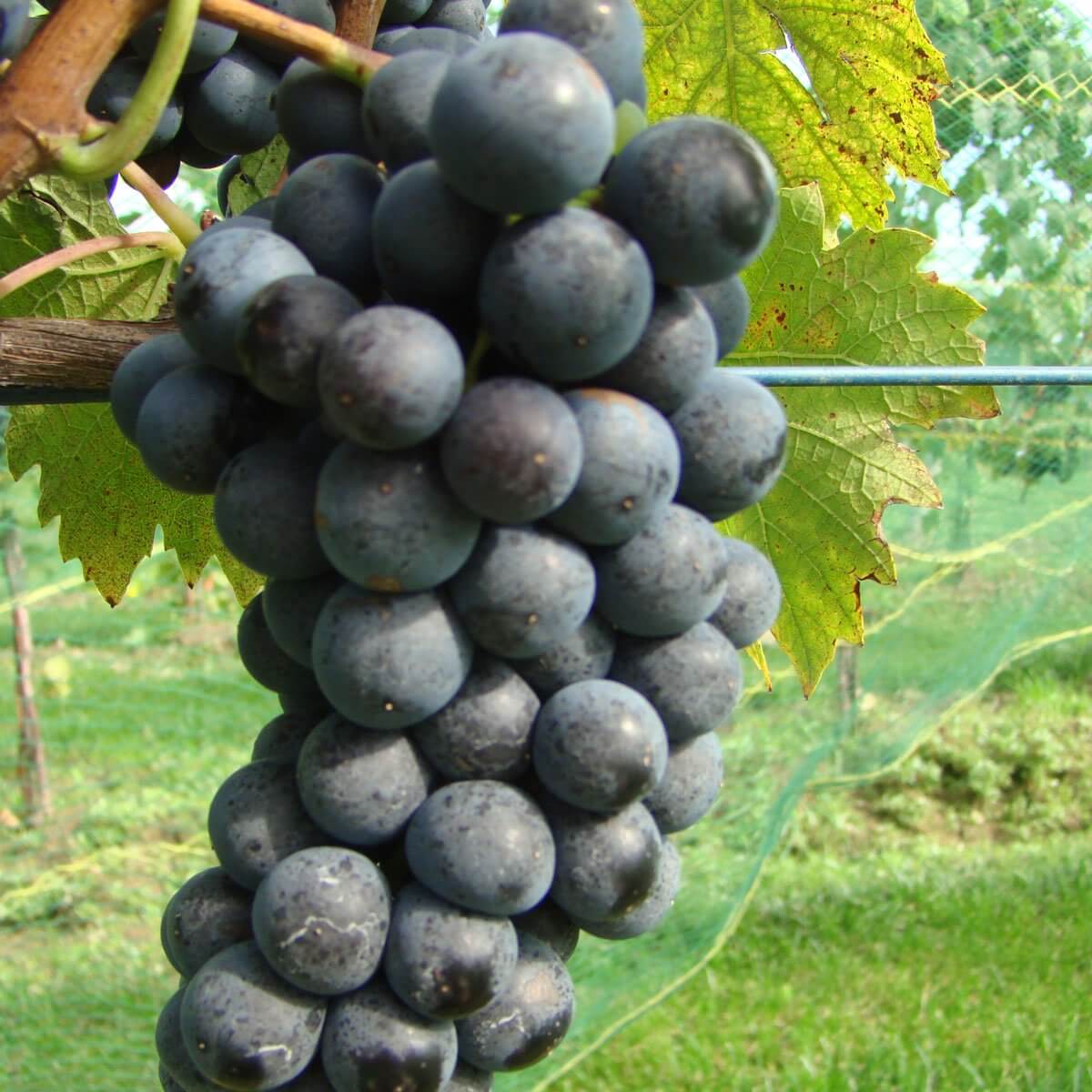 Санджовезе виноград