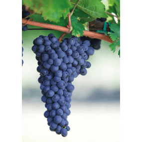 Wine Grapes for Sale - Grape Vine Rootstock for Wine Making