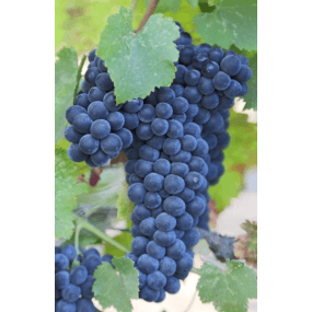 Wine Grapes for Sale - Grape Vine Rootstock for Wine Making