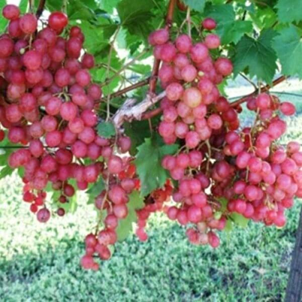 Buy Grafted - Victoria Red Grape Vines For Sale