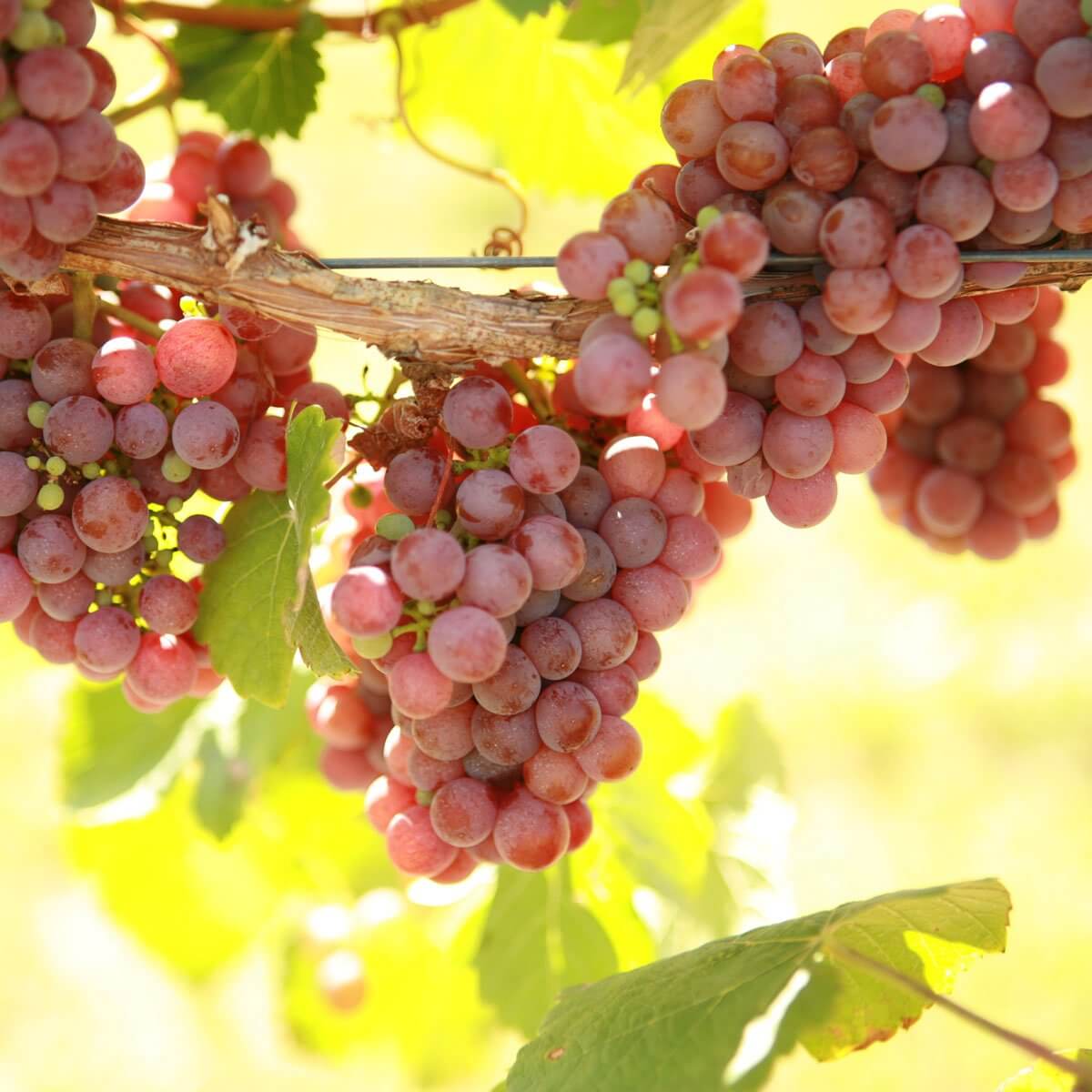Gewürztraminer Grape Vines For Sale | Double A Vineyards