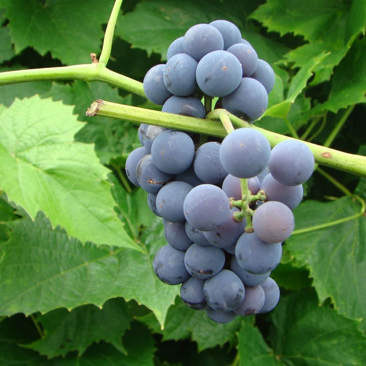 Buy King of the North Grapevines