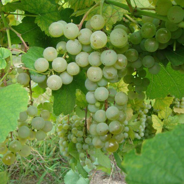 Buy NY81.0315. 17 - Grafted Grapevines