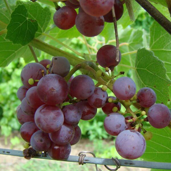 Buy Somerset  Seedless Grapevines