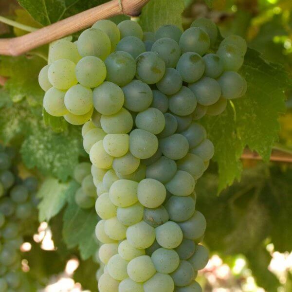 Viognier - Grafted