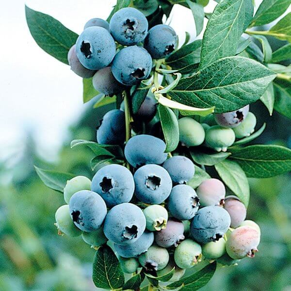 Bluecrop Blueberries