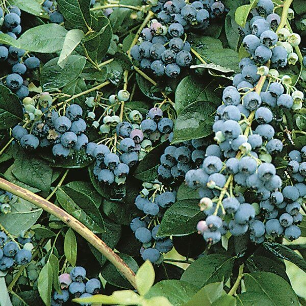 Jersey Blueberries