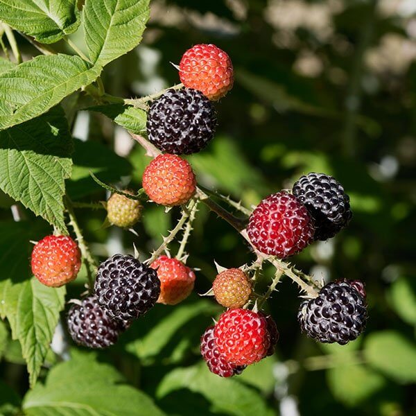 Raspberry Plants for Sale Double A Vineyards