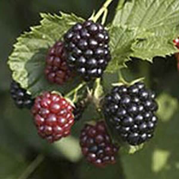Triple Crown Blackberries (Thornless)