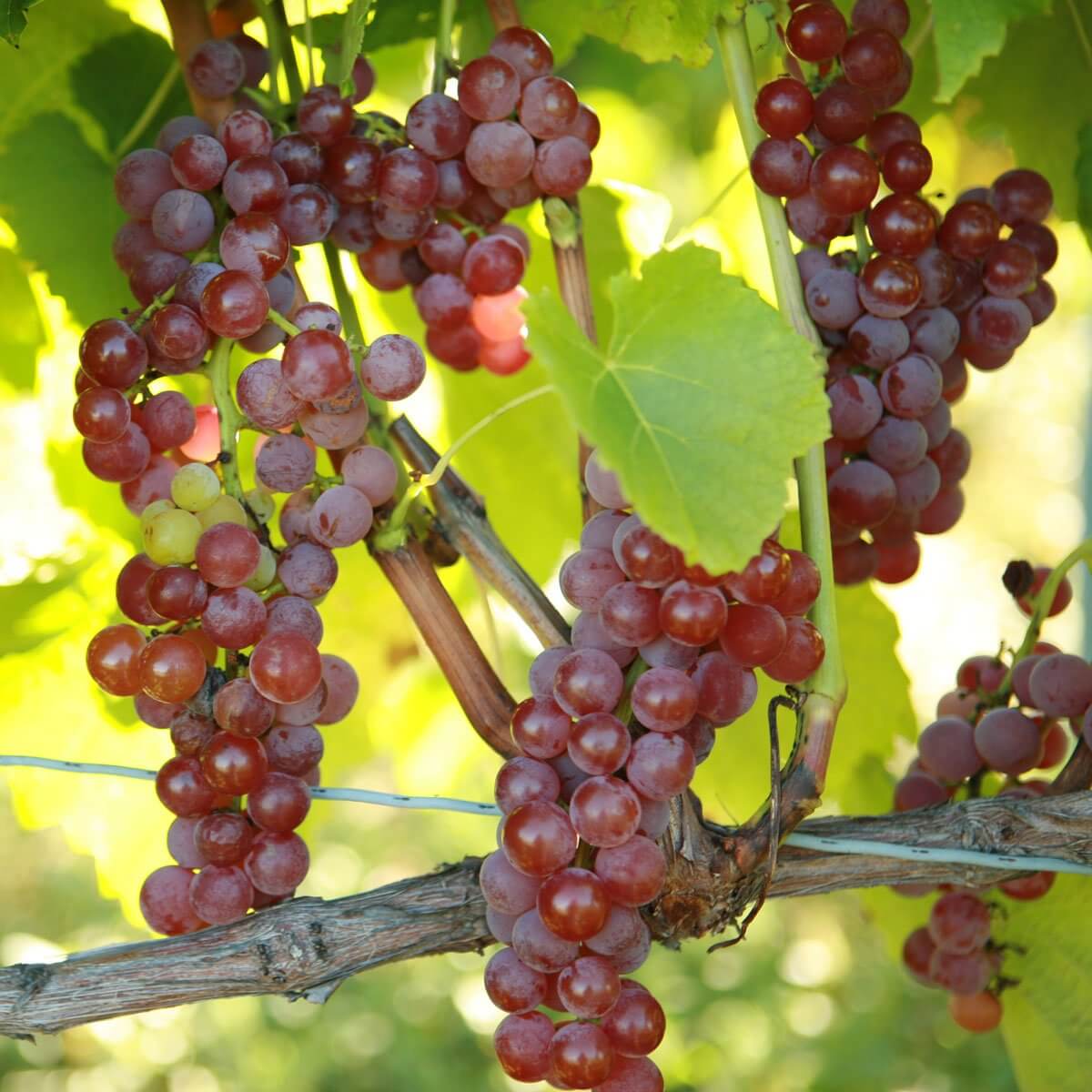 Buy Suffolk Red Grapevines