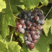 Buy New York  Muscat Grapevines