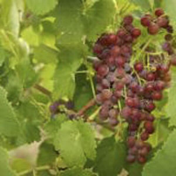 Buy Einset Seedless Grapevines