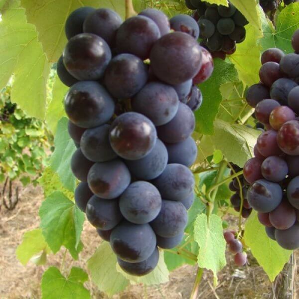 Buy Isabella Grapevines