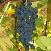 Buy Landot Noir (Landot 4511) Grapevines