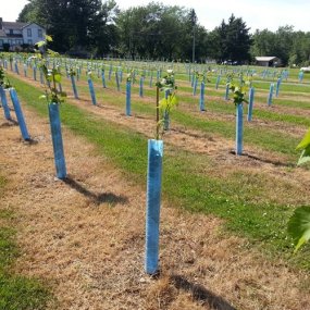 Details about   Grow Tubes For Vines Vineyards Orchard Plantra Jump Start 